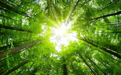 szolgaltatasok_kiegesmegelozes