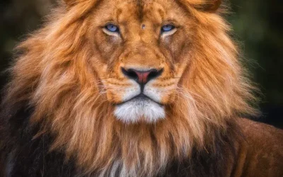 szolgaltatasok_vezetofejlesztes